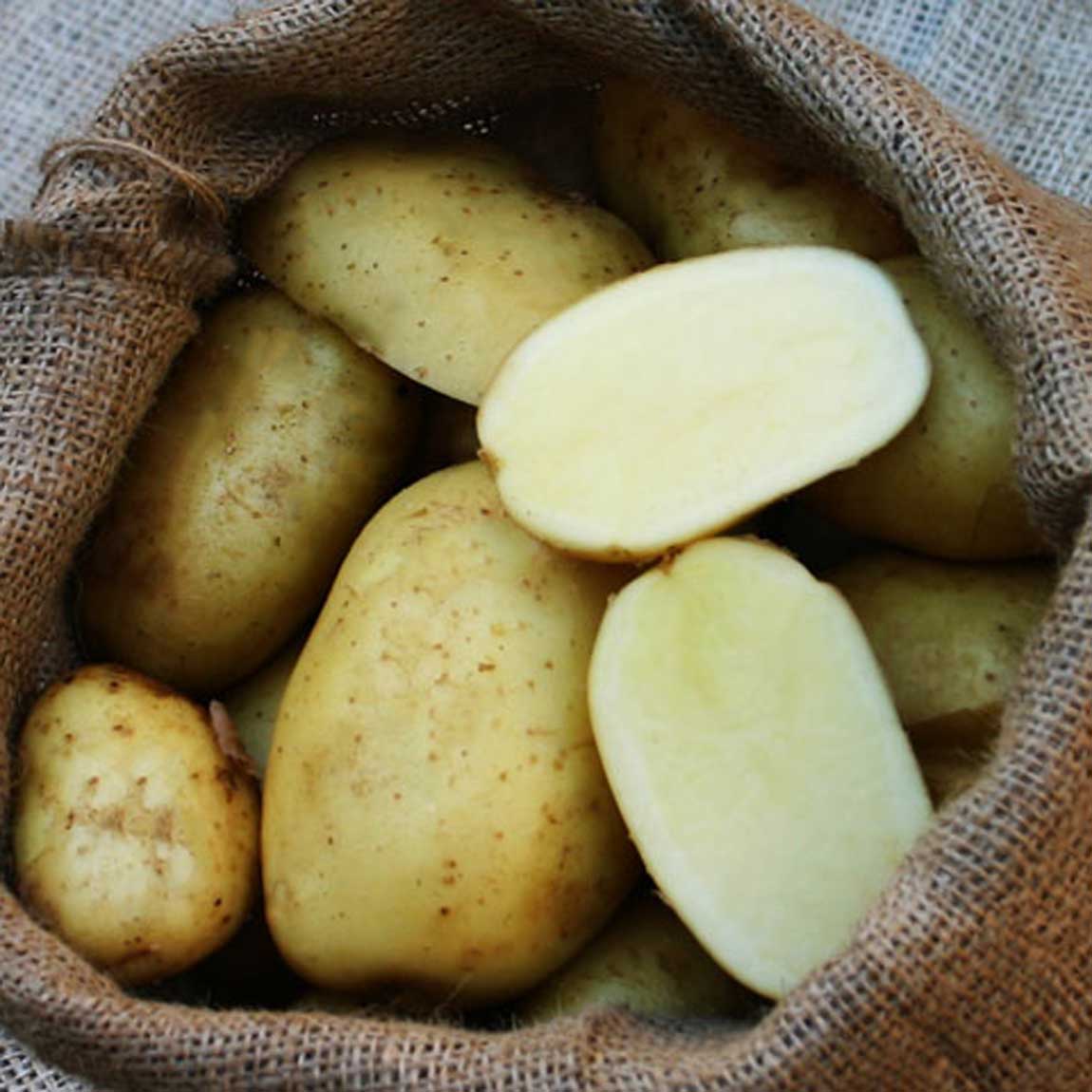 Kartoffelsorte (Bioland) Bintje Heidekartoffel - | TARTUFFLI
