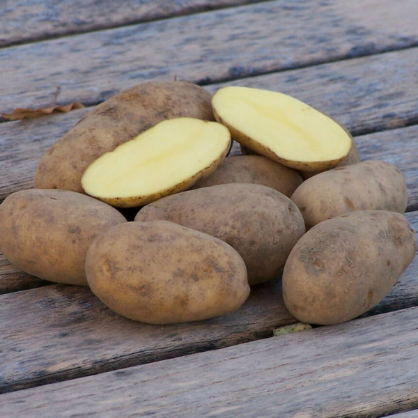 Nicola [f] (bio) Frühkartoffeln vom Hatzlhof TARTUFFLI 